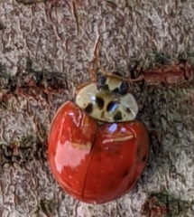 Harmonia axyridis