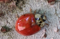Harmonia axyridis