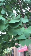 Ginkgo biloba