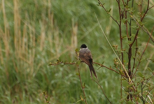 Tyrannus savana
