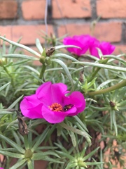 Portulaca grandiflora