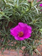 Portulaca grandiflora
