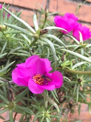 Portulaca grandiflora