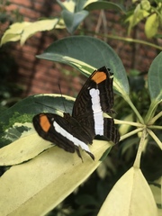 Adelpha basiloides