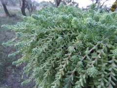 Sedum potosinum