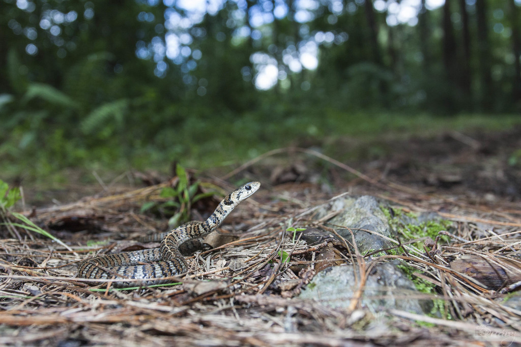 Tamaulipan Montane Garter Snake