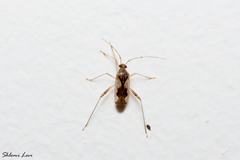 Megacoelum pellucens