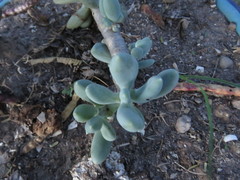 Pachyphytum hookeri