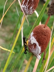 Schlettererius cinctipes