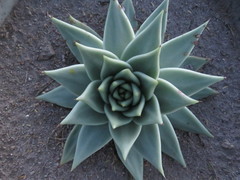 Echeveria agavoides