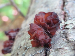 Phaeotremella foliacea