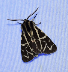 Apantesis nevadensis