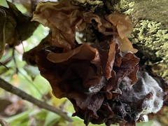 Phaeotremella foliacea