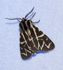 Apantesis nevadensis