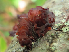 Phaeotremella foliacea