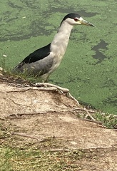 Nycticorax nycticorax