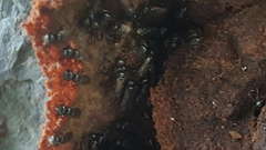 Lestrimelitta chamelensis