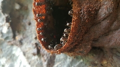 Lestrimelitta chamelensis