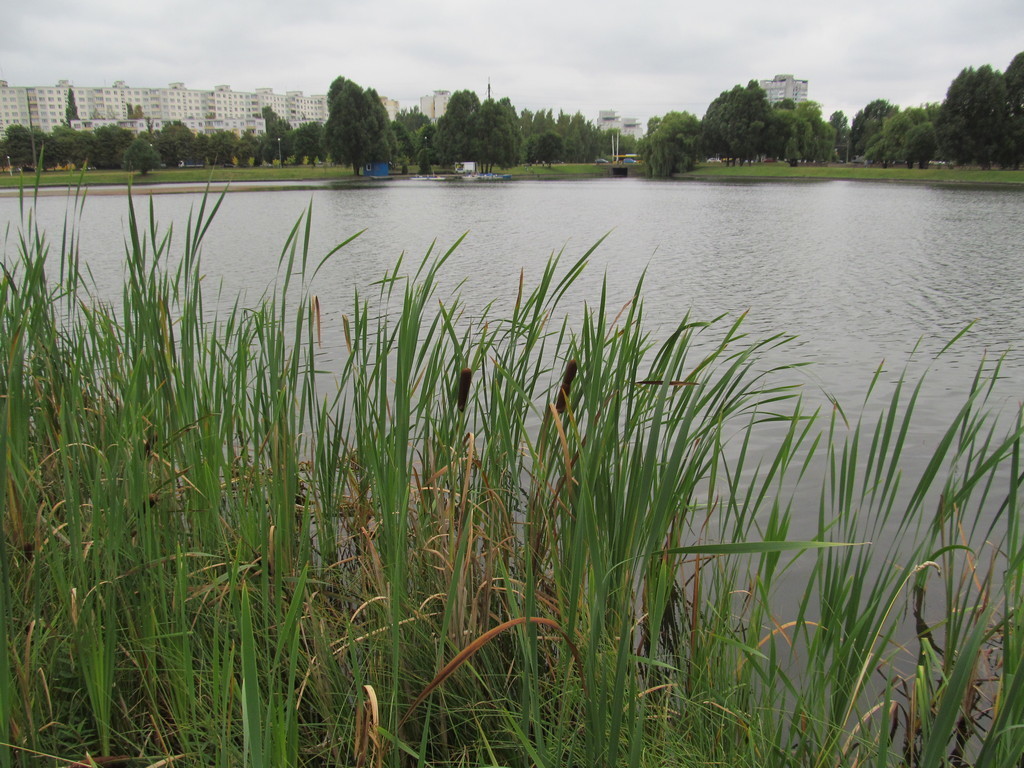 broadleaf cattail from Первомайский район, Минск, Беларусь on August 22 ...