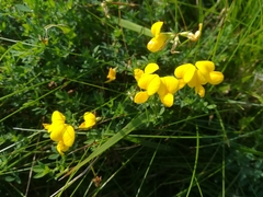 Lotus corniculatus