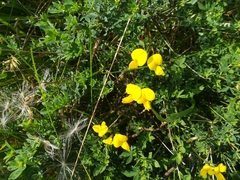 Lotus corniculatus