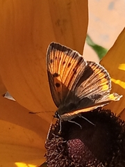 Lycaena dispar