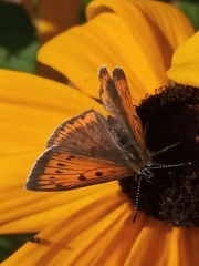 Lycaena dispar