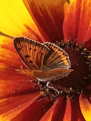 Lycaena dispar