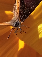 Lycaena dispar