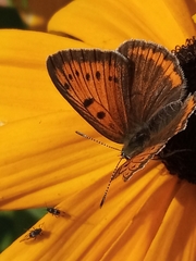 Lycaena dispar