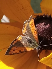Lycaena dispar