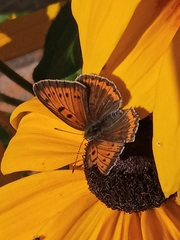 Lycaena dispar