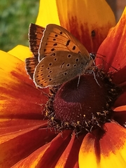 Lycaena dispar