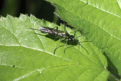 Tenthredo mesomela