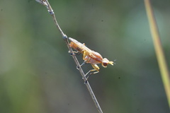 Tetanocera plebeja