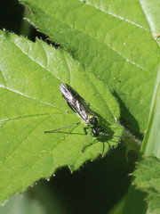 Tenthredo mesomela