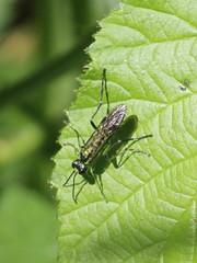 Tenthredo mesomela