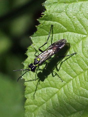Tenthredo mesomela