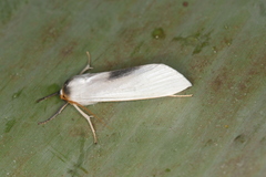 Agylla argentifera