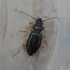 Patrobus longicornis