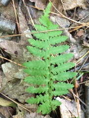 Athyrium
