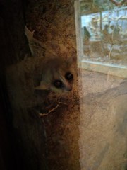 Microcebus murinus