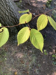 Betula papyrifera