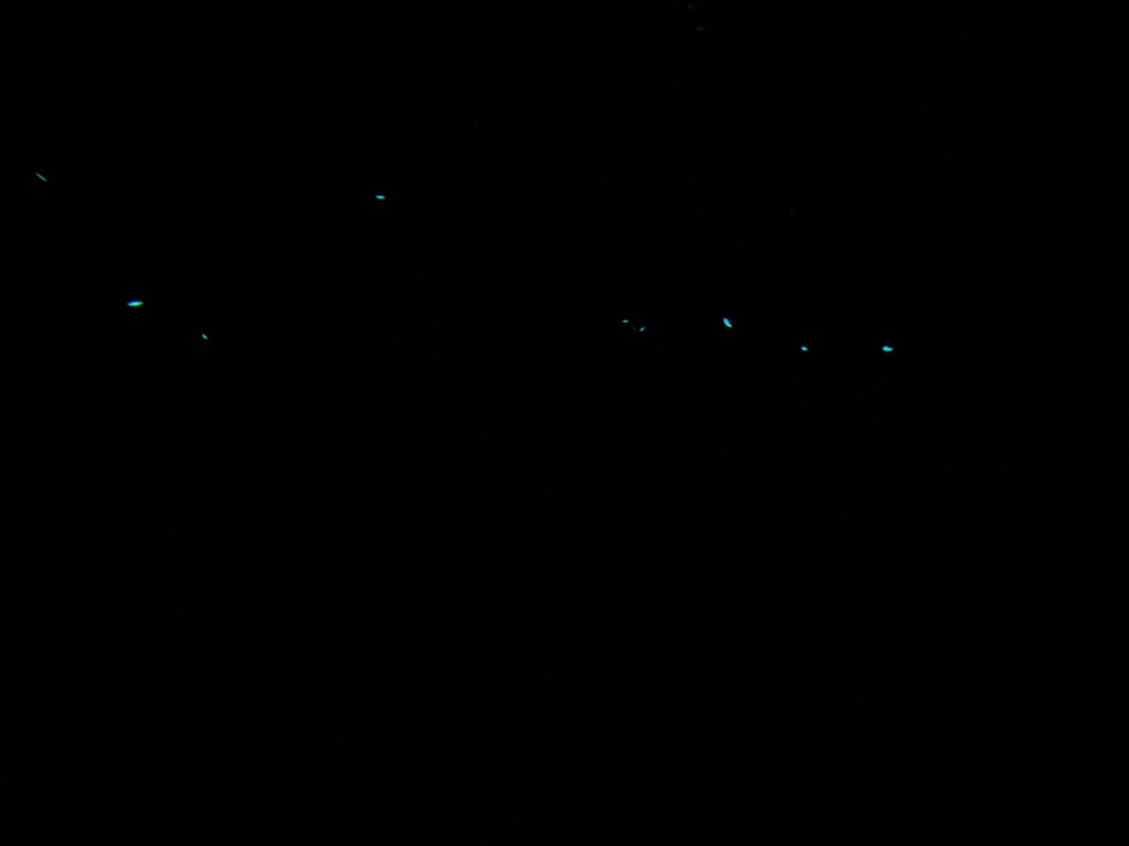 Great flashlightfish