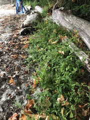 Atriplex micrantha