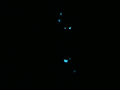 Eyelight Fish photo 5