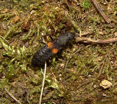 Platydracus fossator