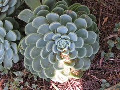 Echeveria elegans