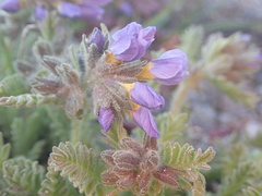 Polemonium elegans