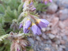 Polemonium elegans